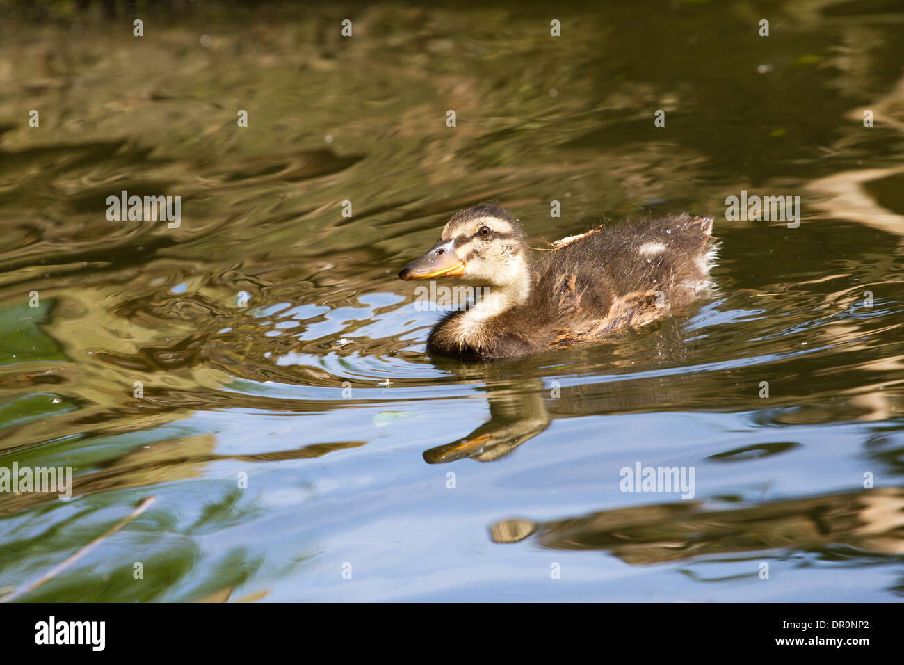 Giovani pulcino di germano reale - Anas platyrhynchos, nuoto su un fiume Tamigi, England, Regno Unito Foto Stock