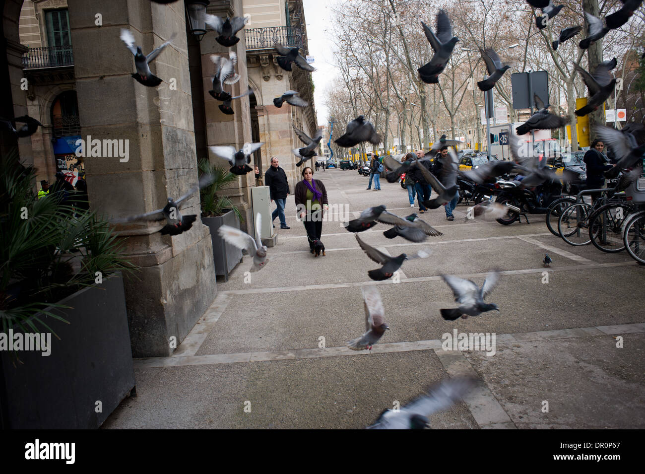 Piccioni battenti nelle strade di Barcellona Foto Stock