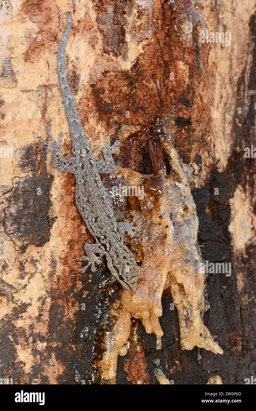 A testa piatta (Gecko Hemidactylus platycephalus) alimentazione su sap solidificato su Acacia, Parco Nazionale di Kafue, Zambia, Settembre Foto Stock
