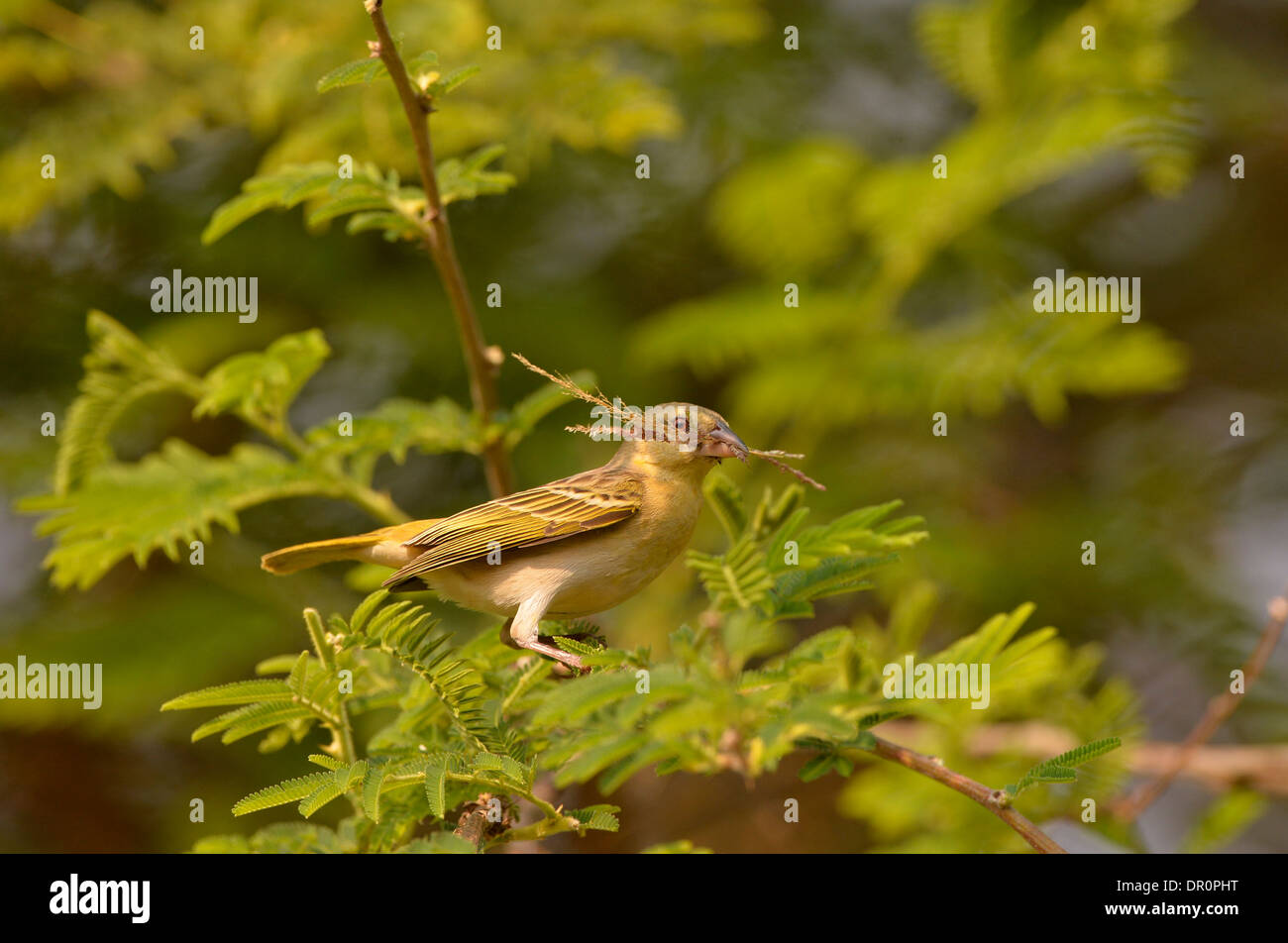 Southern o Vitelline Tessitore mascherato (Ploceus velatus) femmina arroccato con materiale di nidificazione nel suo becco, Lusaka, Zambia Foto Stock