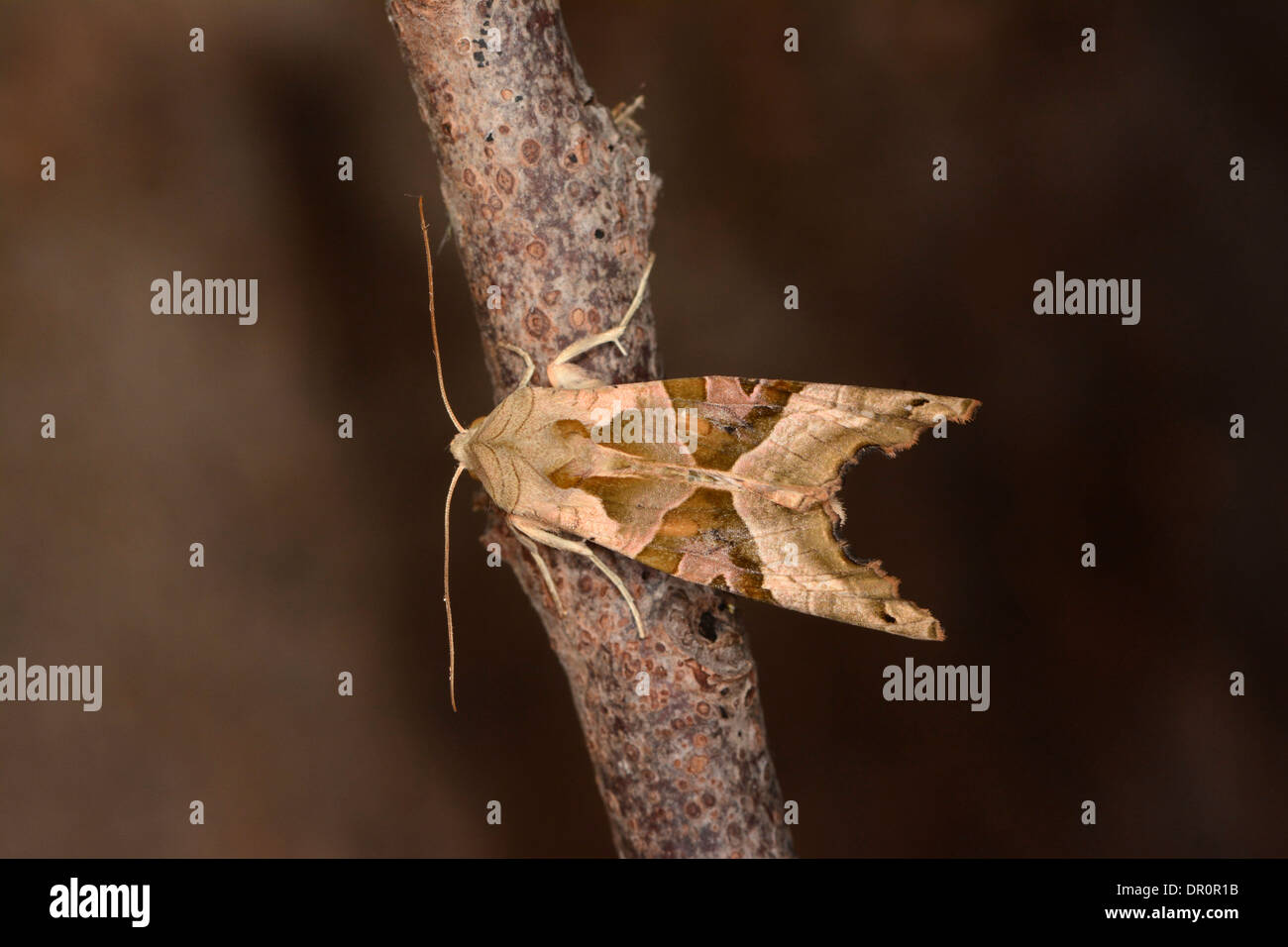 Sfumature di angolo di Tarma (Phlogophora meticulosa) adulto in appoggio sul ramoscello, Oxfordshire, Inghilterra, Agosto Foto Stock