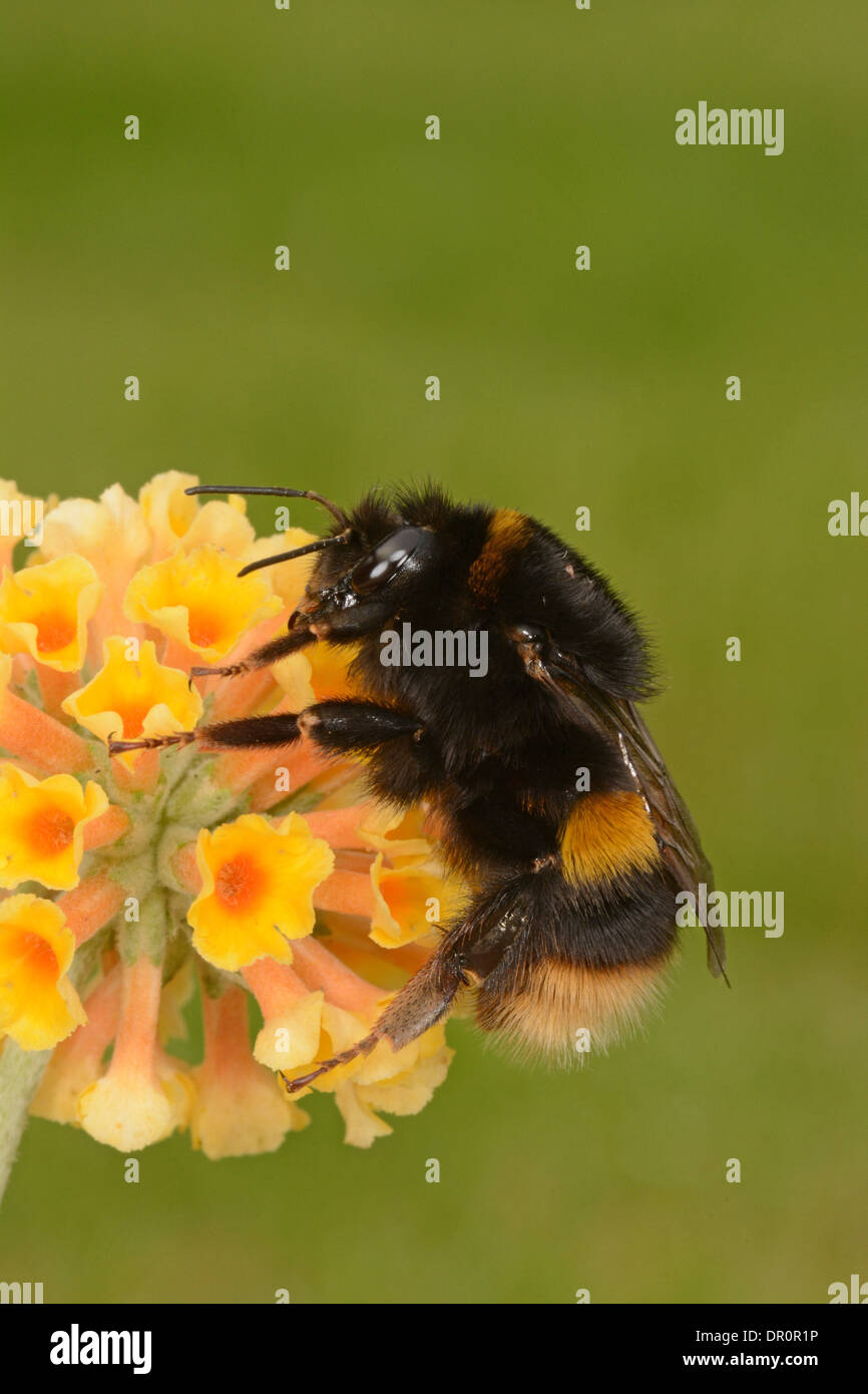 A Bumble Bee (Bombus terrestris) in appoggio sul giallo fiore buddleia, Oxfordshire, Inghilterra, Settembre Foto Stock