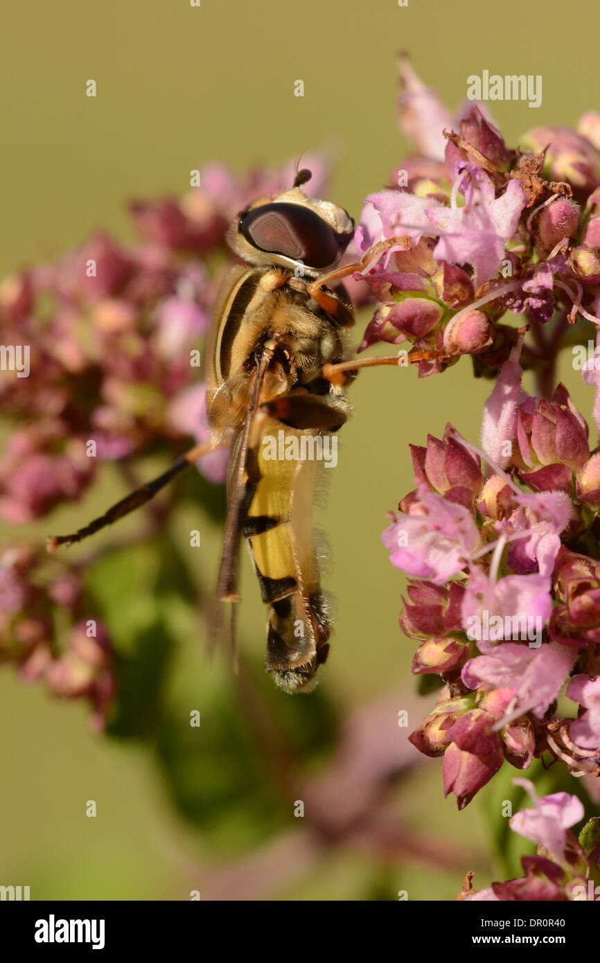 Borchiati Hoverfly (Helophilus pendulus) a riposo su MAGGIORANA (Origanum vulgare) ) Oxfordshire, Inghilterra, Luglio Foto Stock