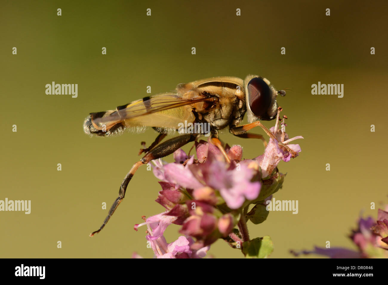 Borchiati Hoverfly (Helophilus pendulus) a riposo su MAGGIORANA (Origanum vulgare) ) Oxfordshire, Inghilterra, Luglio Foto Stock