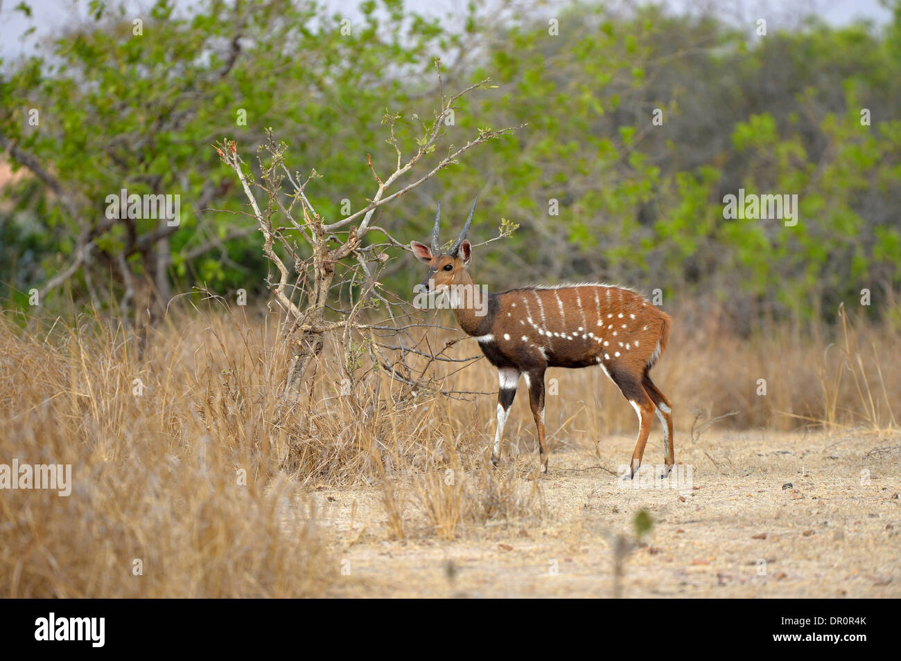 Bushbuck ( Tragelaphagus scriptus) maschio maturo, Parco Nazionale di Kafue, Zambia, Settembre Foto Stock