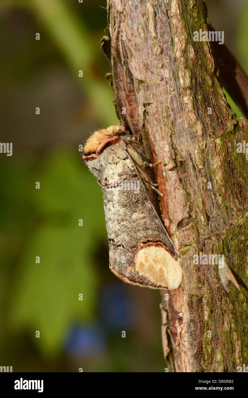 Buff Suggerimento Tarma (Phalera bucephala) adulto a riposo sul ramo, Oxfordshire, Inghilterra, Luglio Foto Stock