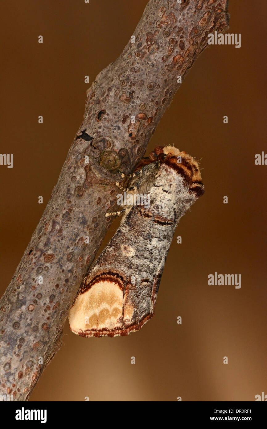 Buff Suggerimento Tarma (Phalera bucephala) adulto a riposo sul ramo, Oxfordshire, Inghilterra, Luglio Foto Stock