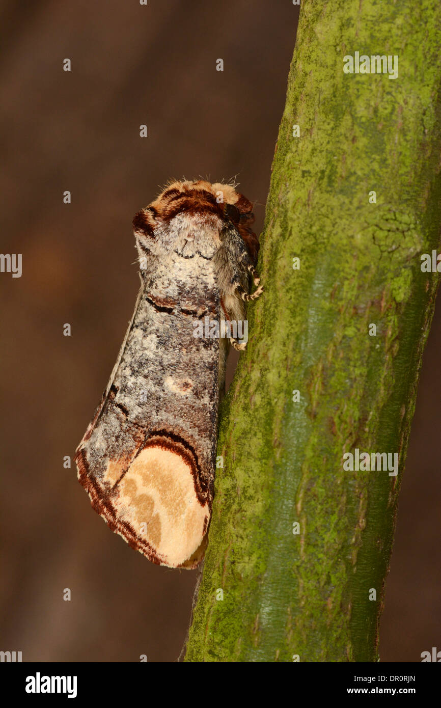 Buff Suggerimento Tarma (Phalera bucephala) adulto a riposo sul ramo, Oxfordshire, Inghilterra, Luglio Foto Stock