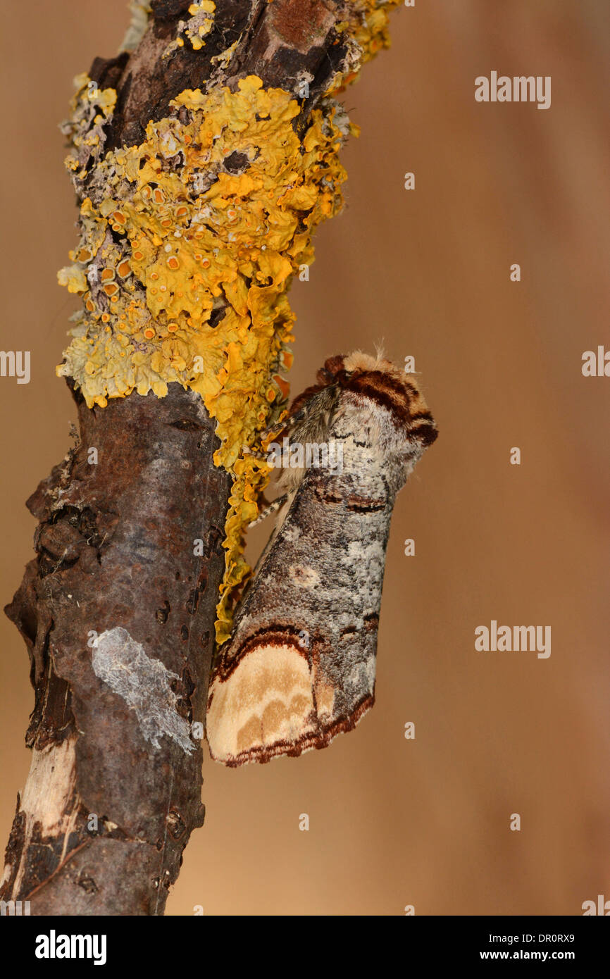 Buff Suggerimento Tarma (Phalera bucephala) adulto a riposo sul lichen ramo coperti, Oxfordshire, Inghilterra, Luglio Foto Stock