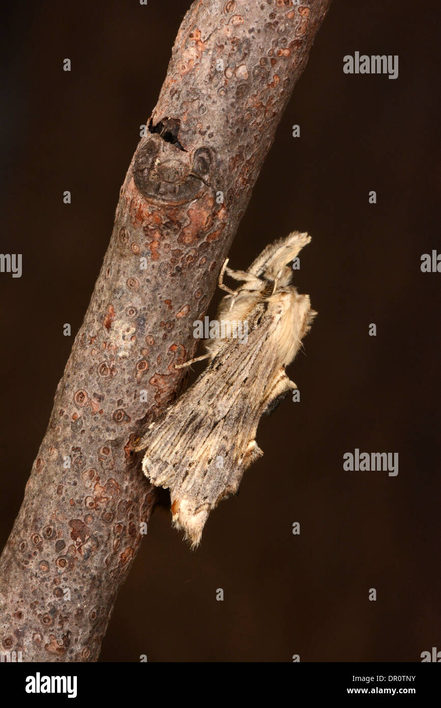 Pallido falena prominente (Pterostoma palpina) adulto a riposo sul ramoscello, Oxfordshire, Inghilterra, Agosto Foto Stock