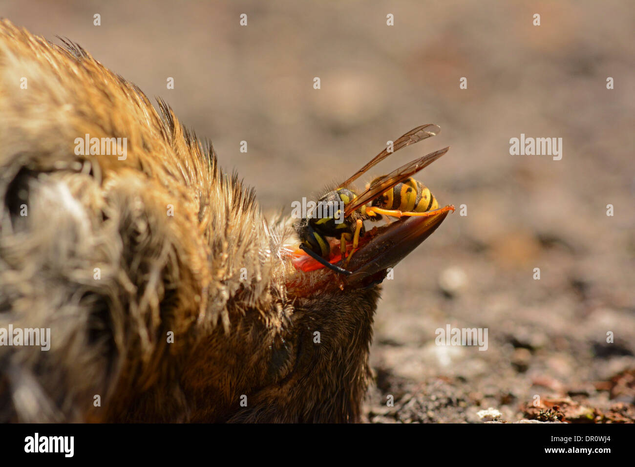 Wasp comune (Vespula vulgaris) alimentazione sui tessuti molli sotto il becco di un uccello morto, Oxfordshire, Engalnd, Agosto Foto Stock