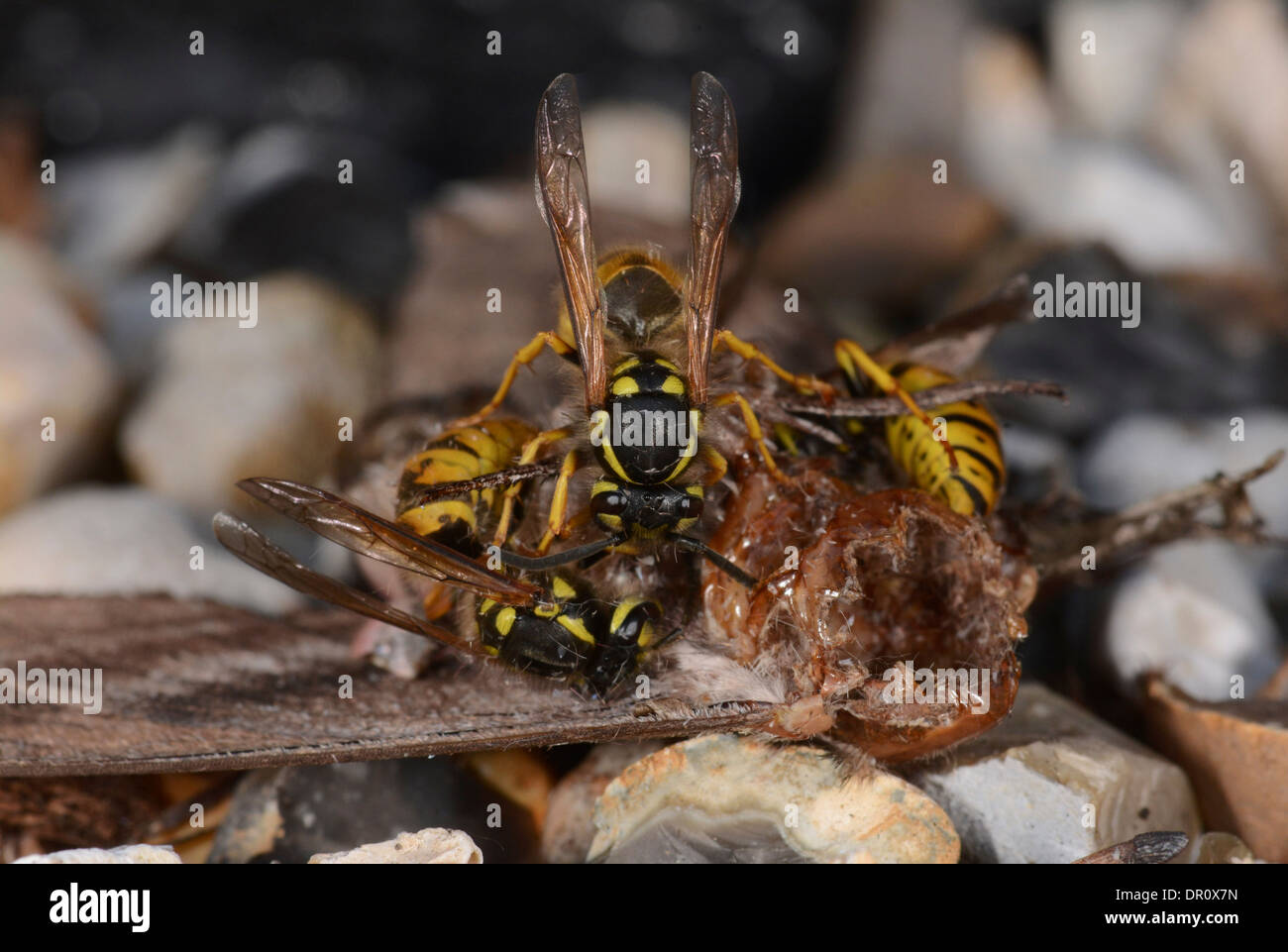 Wasp comune (Vespula vulgaris) alimentazione su resti di ligustro Hawkmoth (Sphinx ligustri), Oxfordshire, Inghilterra, Agosto Foto Stock