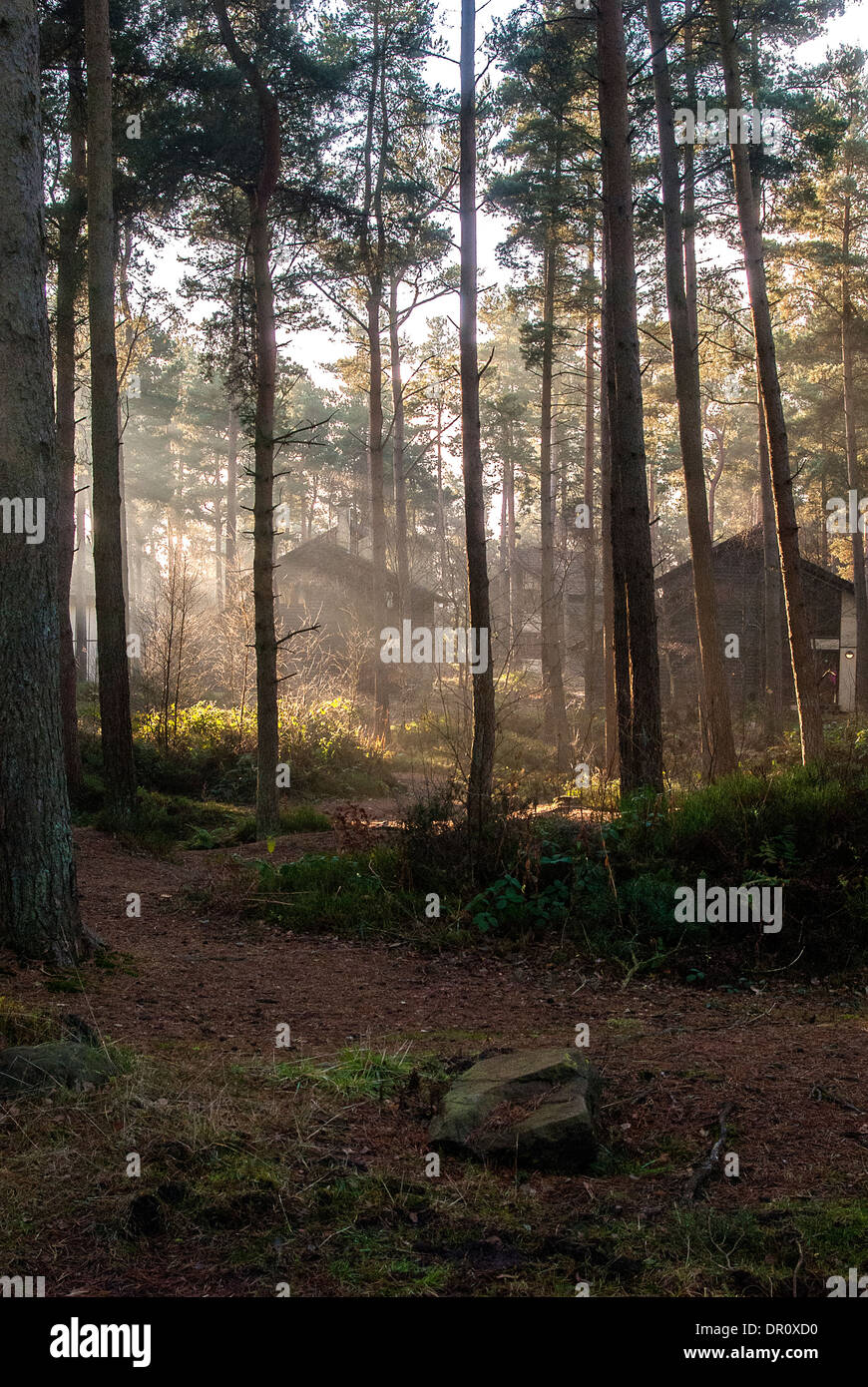 Fotografia del sole proveniente in se gli alberi al centro parcsm whinfell forest. Foto Stock