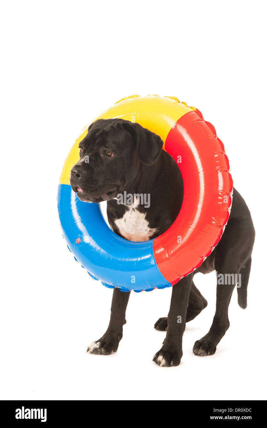 Cane in vacanza con la coloratissima piscina gonfiabile utensile isolato su sfondo bianco Foto Stock