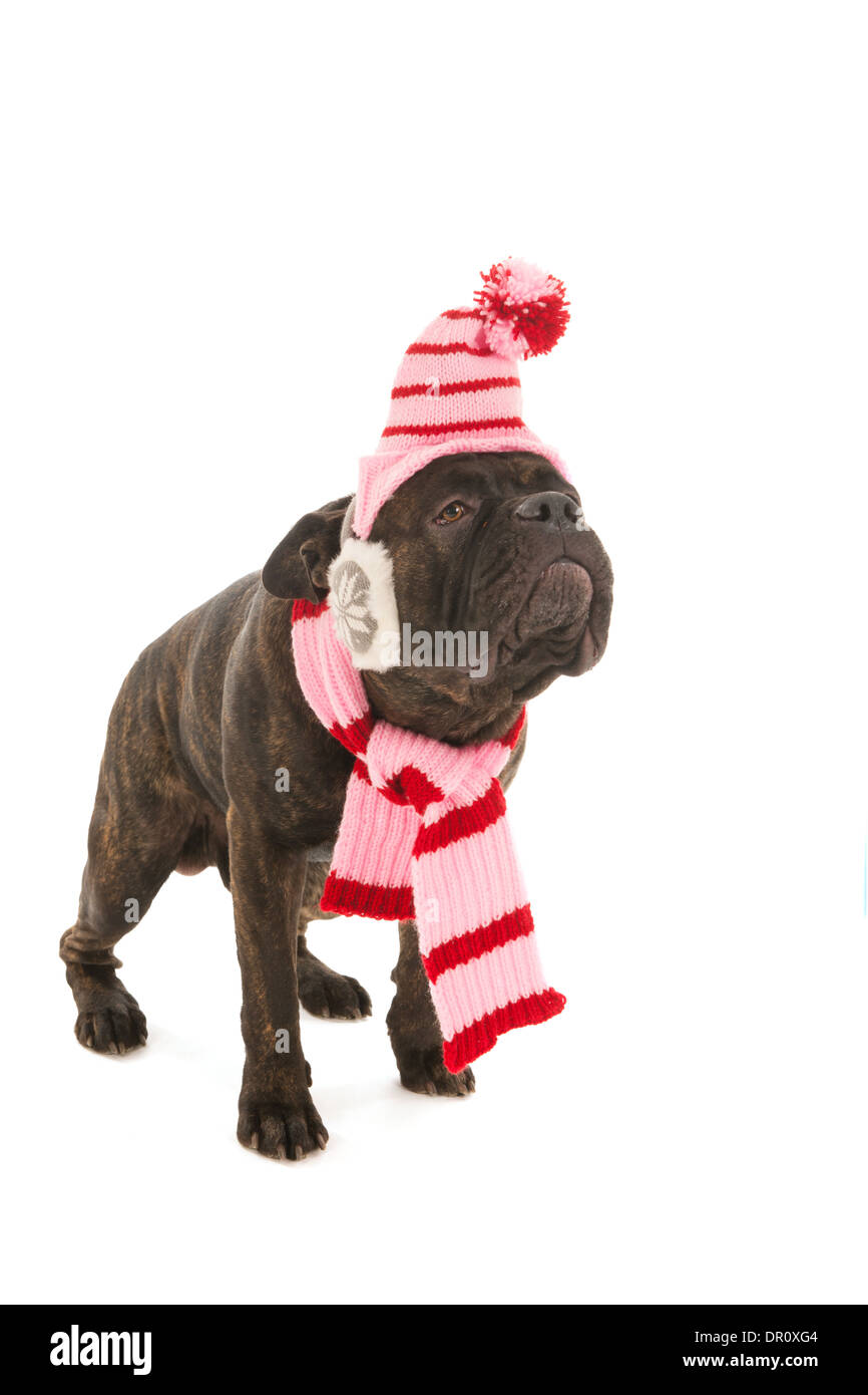 Ritratto dal cane in inverno con hat, sciarpa e orecchio scaldabiberon Foto Stock