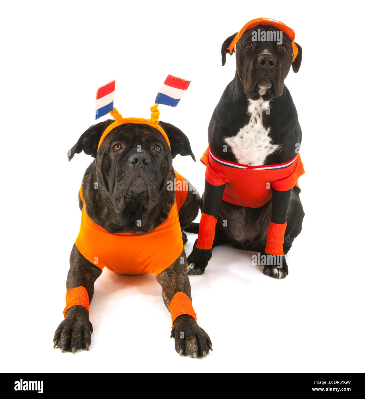 Cani con colori olandese e maglioni arancione come tifosi sportivi isolate su sfondo bianco Foto Stock