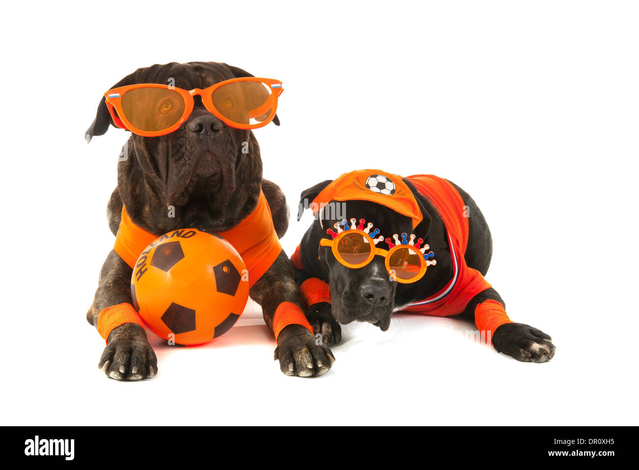 Cani con colori olandese e maglioni arancione come tifosi sportivi isolate su sfondo bianco Foto Stock