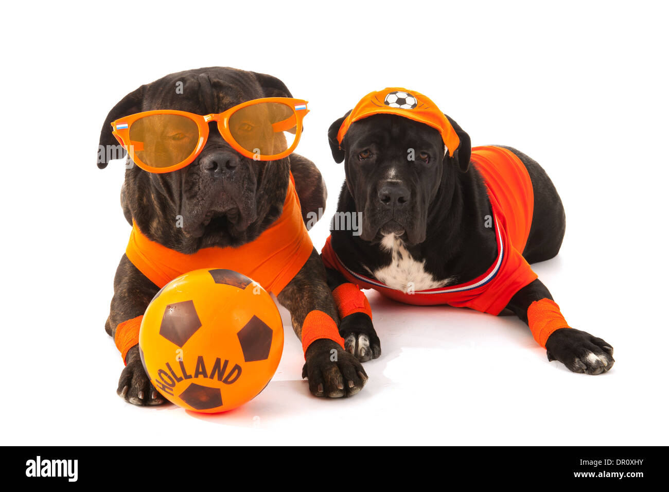 Cani come il calcio olandese fans in arancione con sfera isolate su sfondo bianco Foto Stock