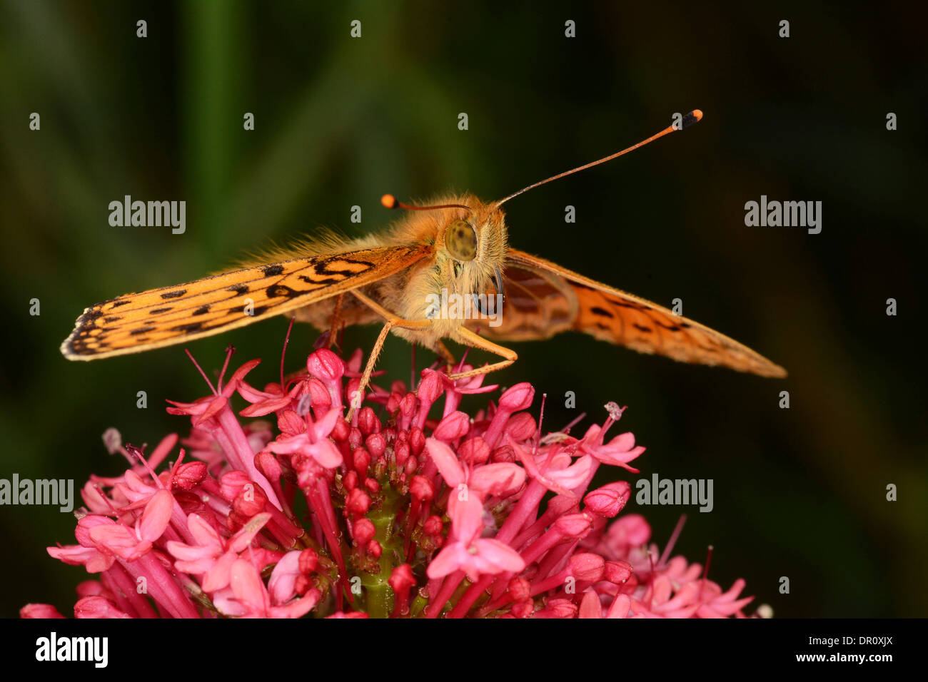 Verde scuro Fritillary Butterfly (Argynnis aglaja) alimentazione sul rosso fiore di Valeriana (Centranthus ruber), Oxfordshire, Inghilterra, Luglio Foto Stock