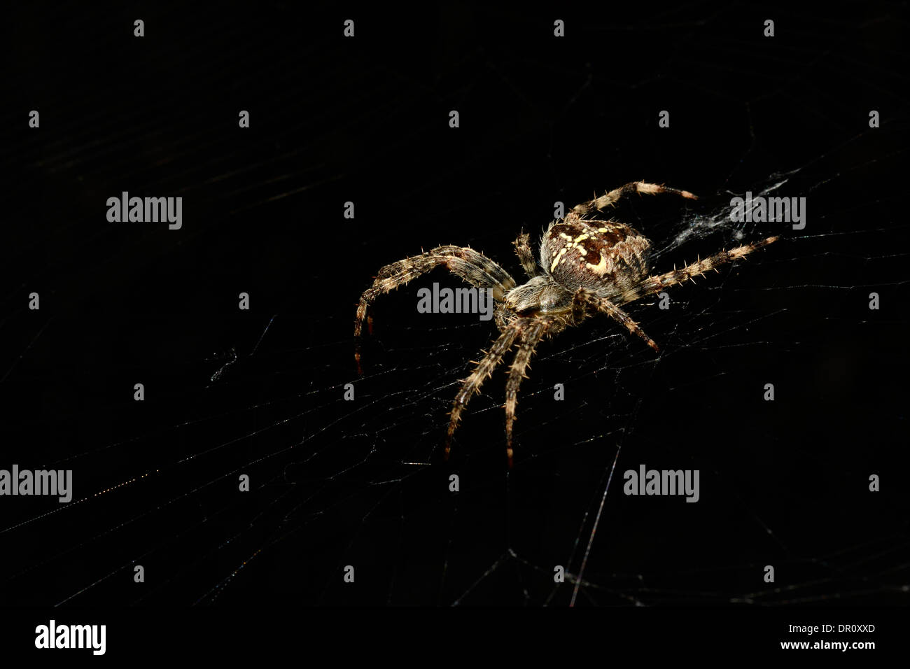 Giardino Orb Spider (Araneus diadematus) sat nel suo web, Oxfordshire, Inghilterra, Settembre Foto Stock