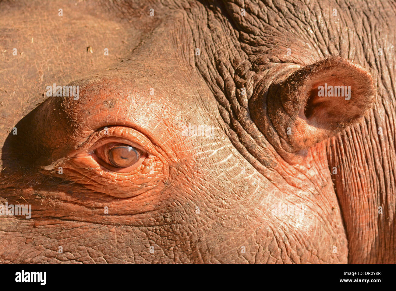 Ippopotamo (Hippopotamus amphibius) close-up di occhio ed orecchio, Parco Nazionale di Kafue, Zambia, Settembre Foto Stock