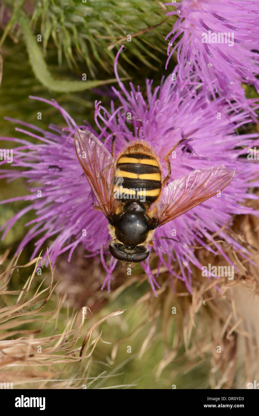 Bog Hoverfly (Sericomyia silentis) alimentazione sul fiore di cardo, Oxfordshire, Inghilterra, Agosto Foto Stock