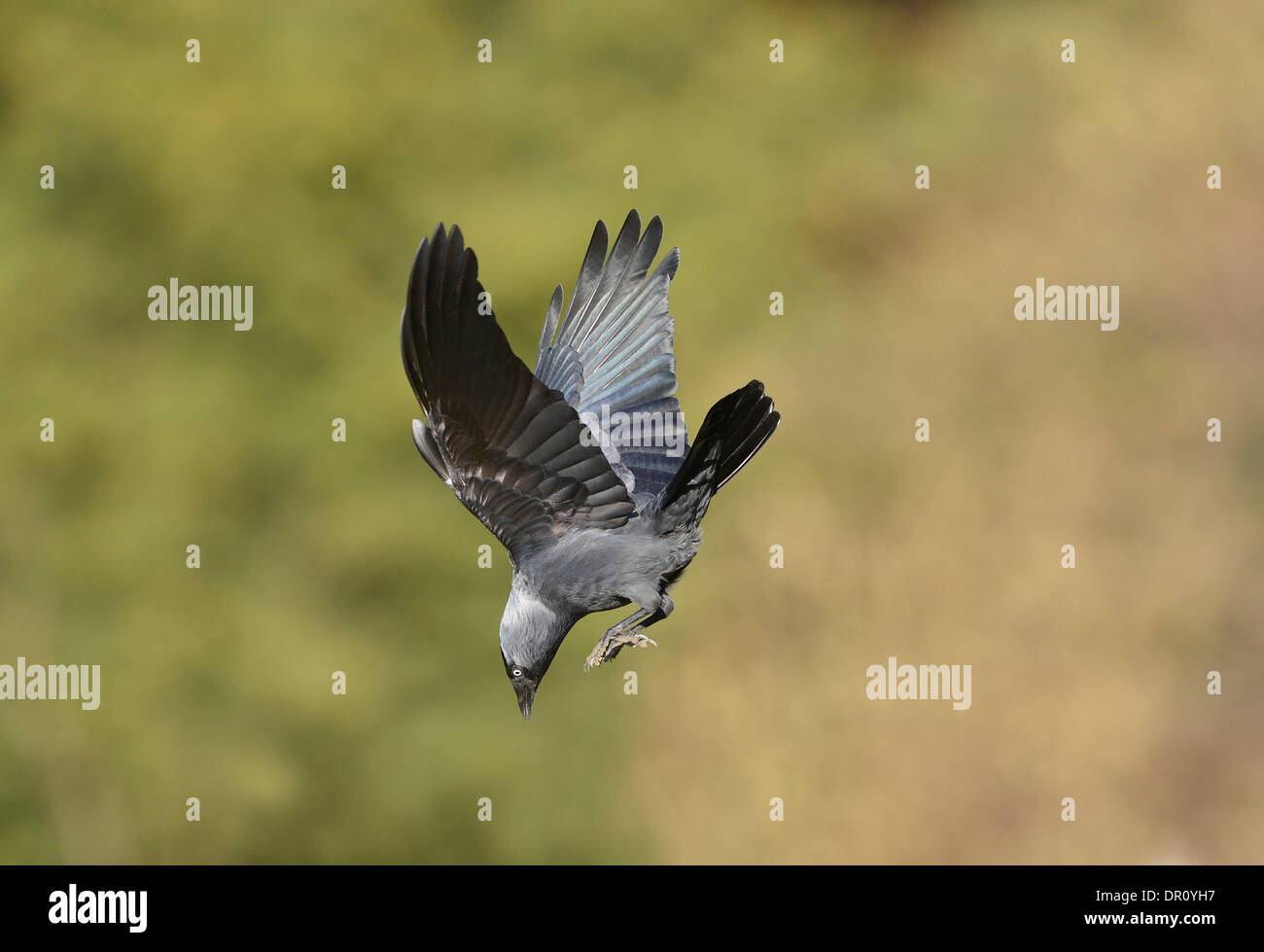 Taccola (Corvus monedula) in volo, circa le immersioni, Oxfordshire, Inghilterra, Marzo Foto Stock