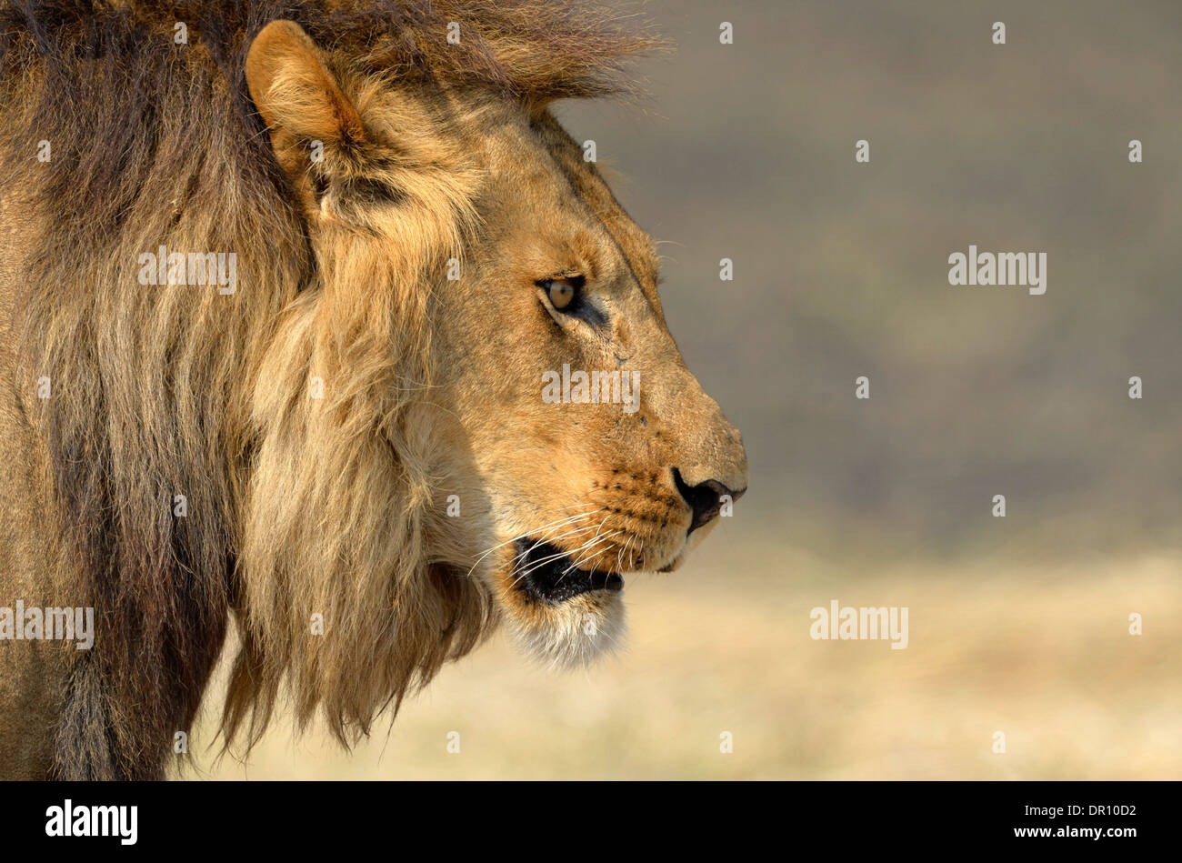 Leone africano (Panthera leo) maschio, close-up di testa, Parco Nazionale di Kafue, Zambia, Settembre Foto Stock