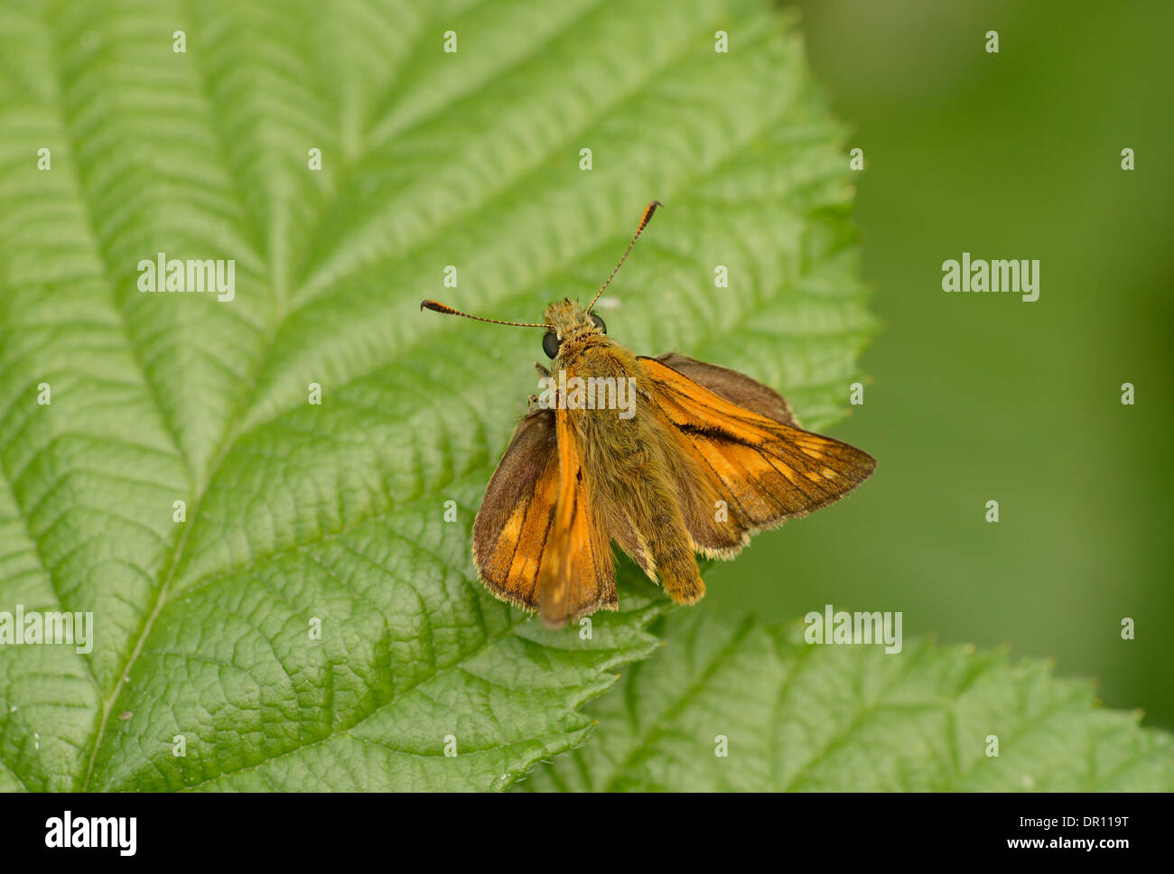 Grande Skipper Butterfly (Ochlodes venatus) adulto a riposo sulla foglia, Oxfordshire, Inghilterra, Luglio Foto Stock