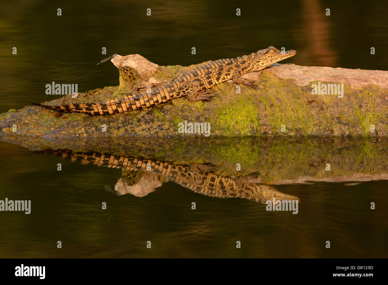 Coccodrillo del Nilo (Crocodylus niloticus) capretti in appoggio sul log in fiume, Parco Nazionale di Kafue, Zambia Foto Stock