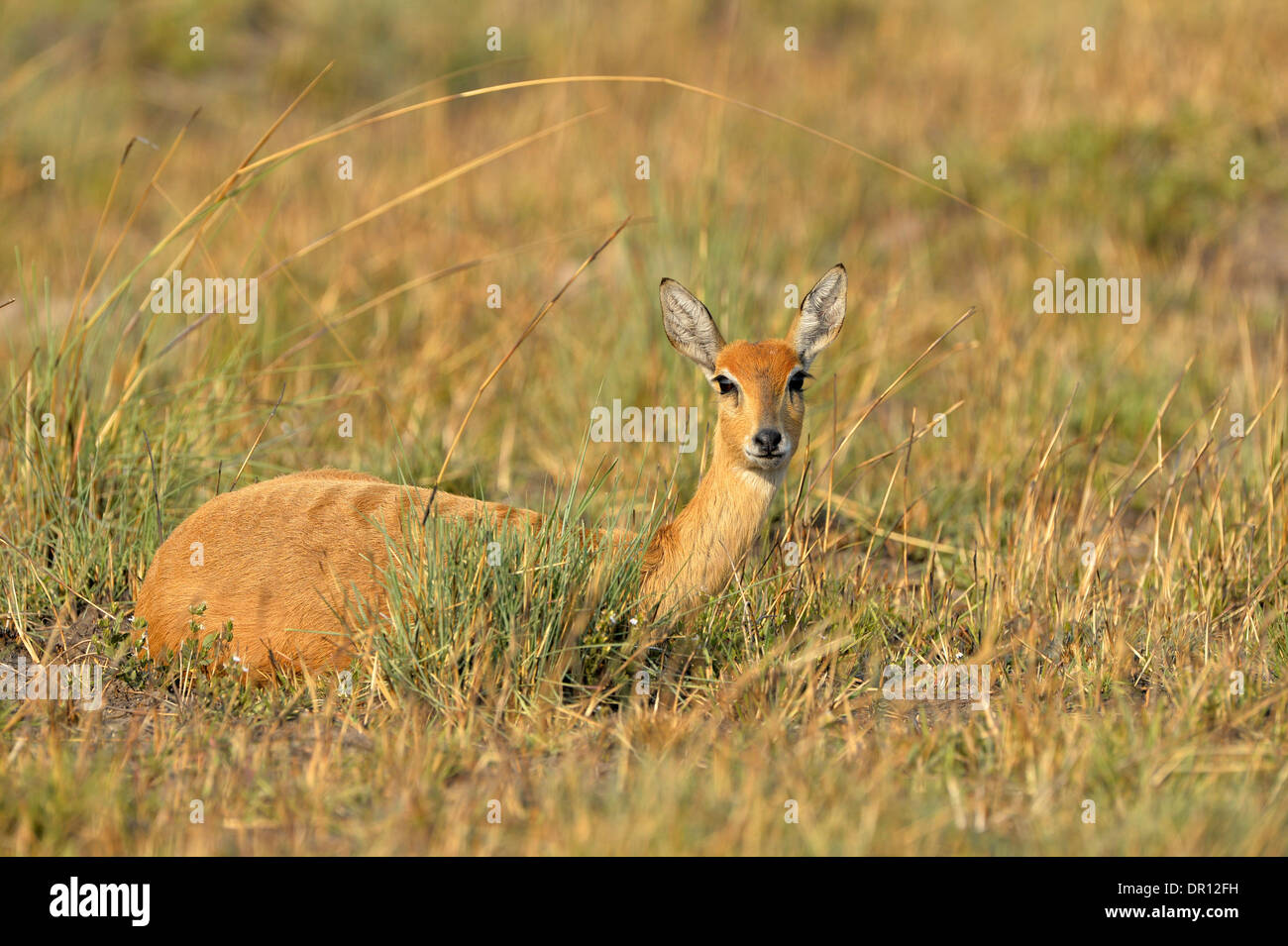 (Oribi Ourebia ourebi) femmina seduto in erba lunga, Parco Nazionale di Kafue, Zambia, Settembre Foto Stock