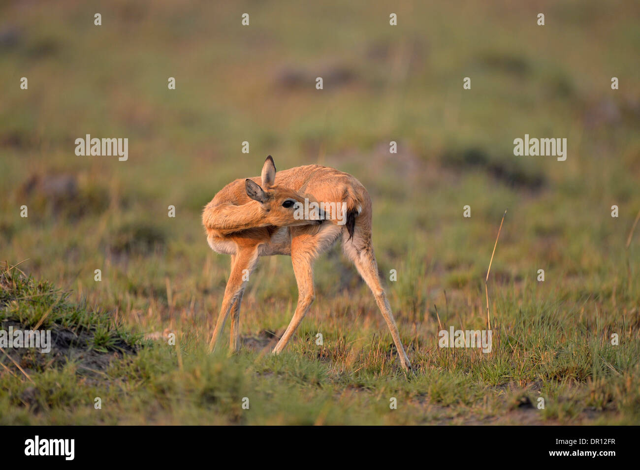 (Oribi Ourebia ourebi) femmina in piedi, leccare quarti posteriori, Parco Nazionale di Kafue, Zambia, Settembre Foto Stock