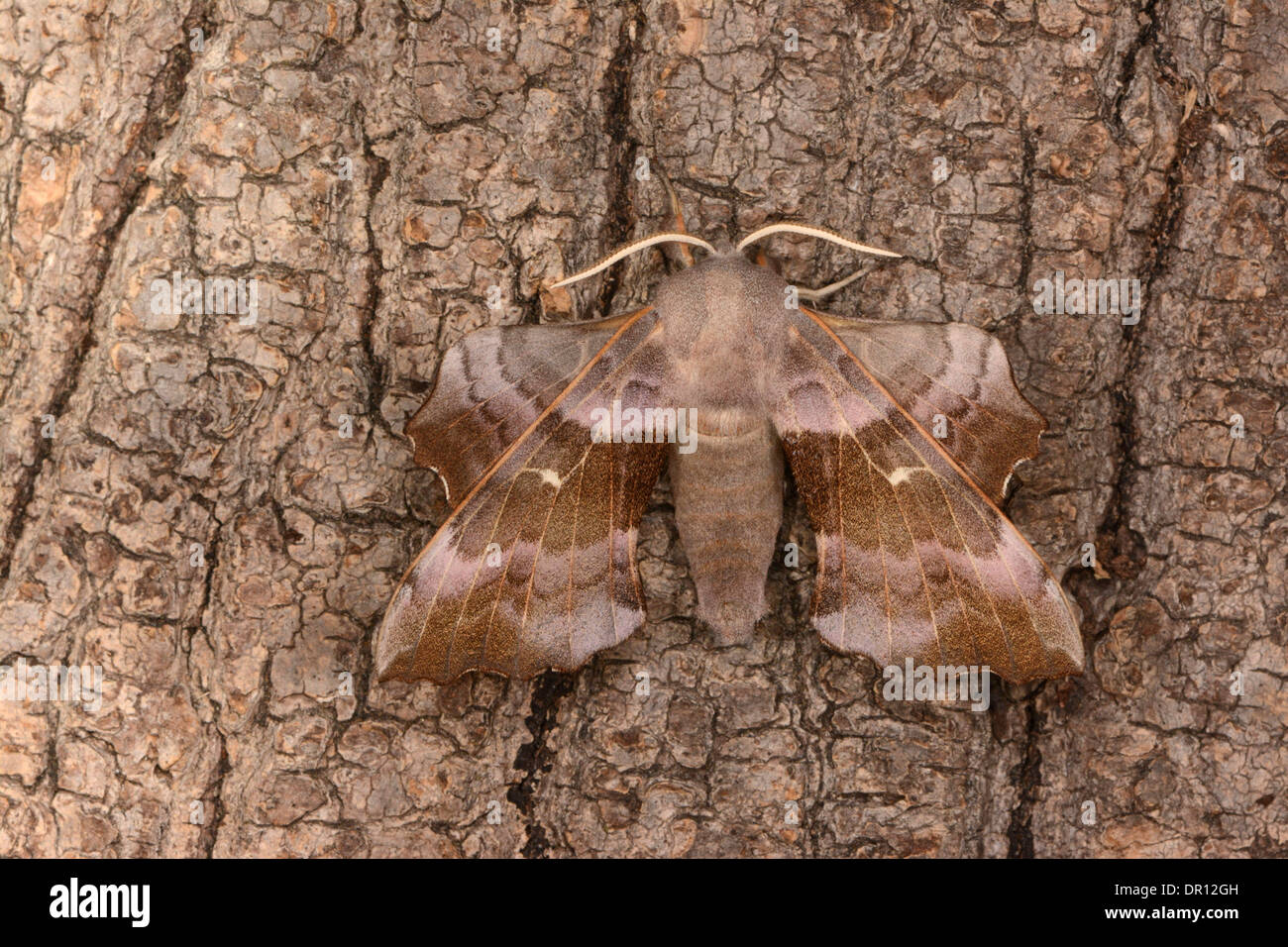 Il PIOPPO Hawkmoth (Laothoe populi) rosa adulto a riposo sul tronco di albero, Oxfordshire, Inghilterra, Luglio Foto Stock