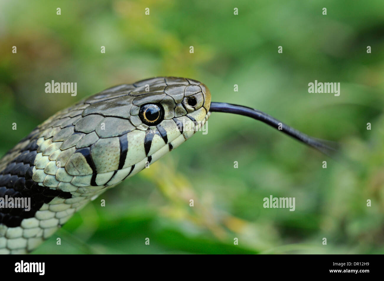 Biscia dal collare (Natrix natrix). Serpenti gusto l'aria utilizzando le loro alette, comunemente noto come una linguetta flick. Foto Stock