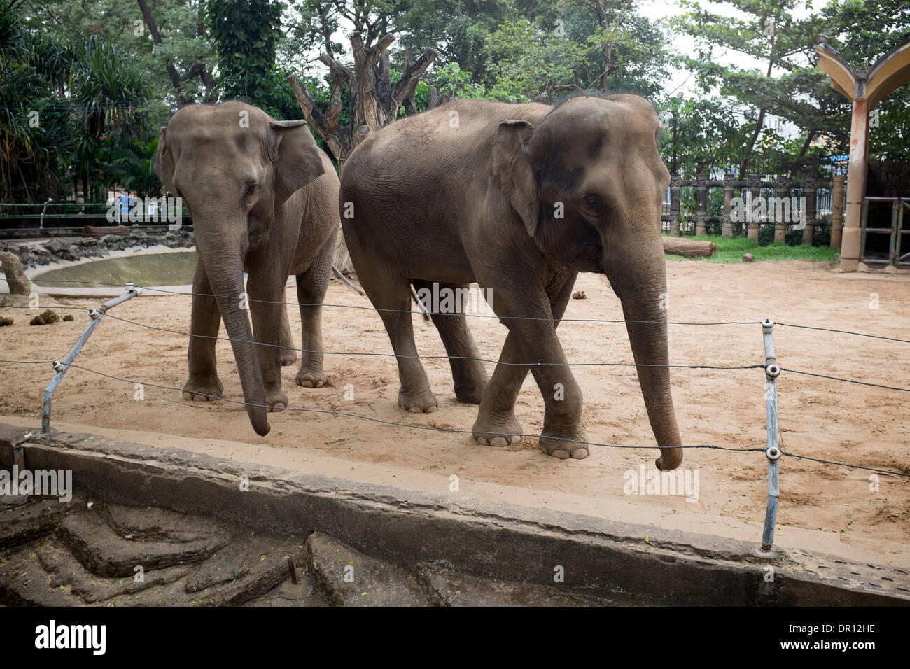 Gli elefanti Saigon Zoo e Giardino Botanico di Ho Chi Minh City Vietnam Foto Stock