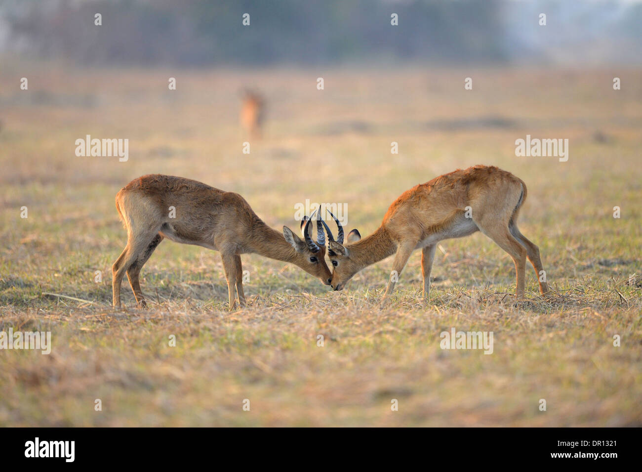 Puku (Kobus vardoni) due maschi combattimenti, Parco Nazionale di Kafue, Zambia, Settembre Foto Stock