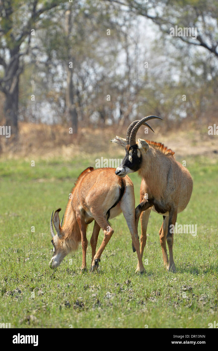 Stefano Antilope (Hippotragus equinus) maschio mostrando interesse in accoppiamento con la femmina, Parco Nazionale di Kafue, Zambia, Settembre Foto Stock