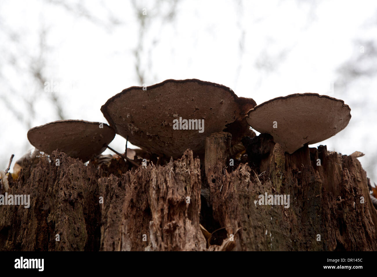 Artista della staffa (funghi Ganoderma lipsiense) su albero-moncone Foto Stock