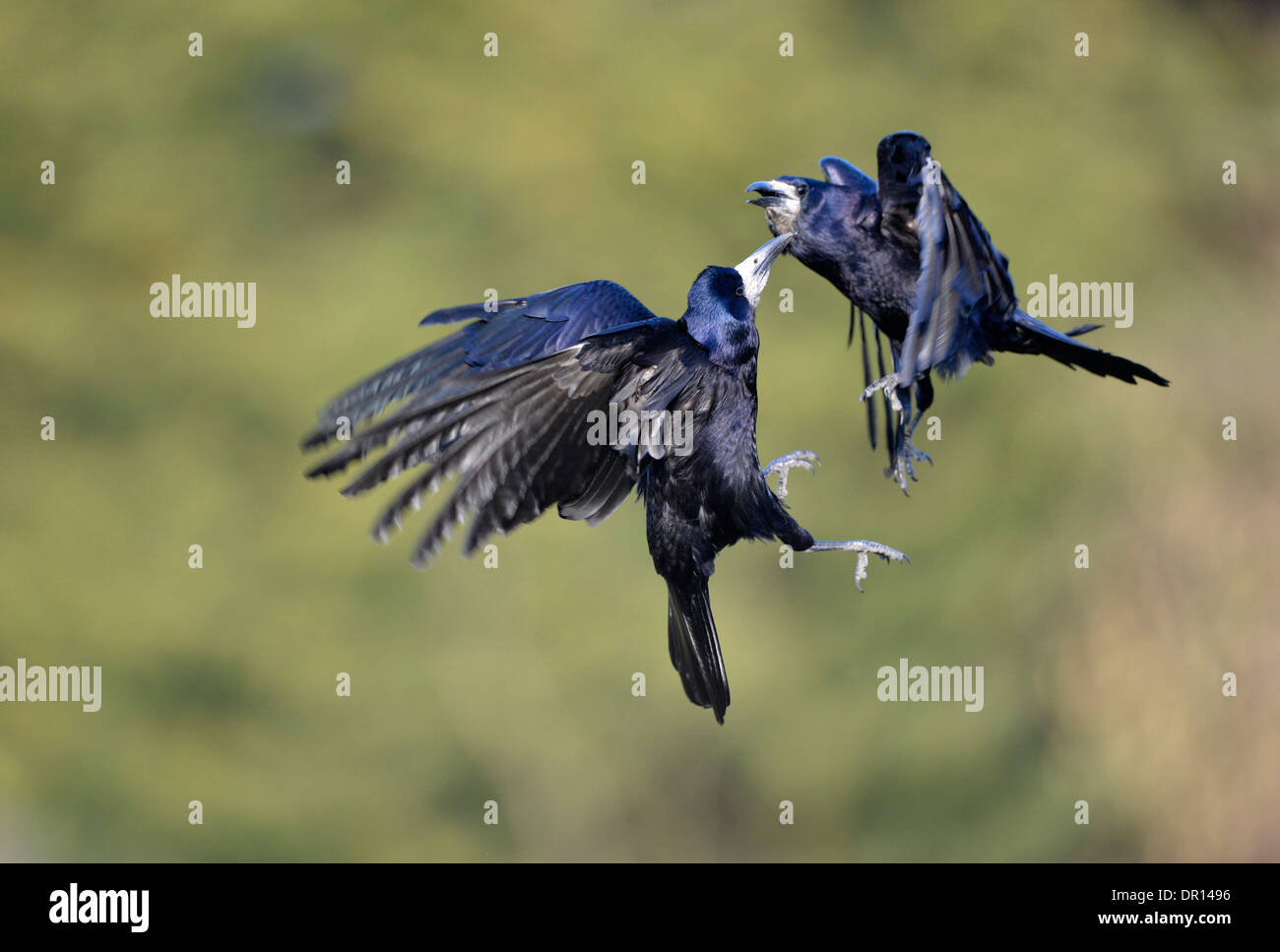 Rook (Corvus frugilegus) di due uccelli combattimenti a mezz aria, Oxfordshire, Inghilterra, Marzo Foto Stock