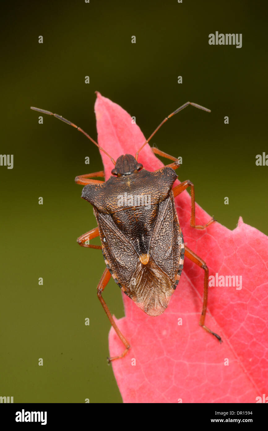 Forest Bug (Pentatoma rufipes) adulto a riposo su Virginia foglia del superriduttore, Oxfordshire, Inghilterra, Settembre Foto Stock