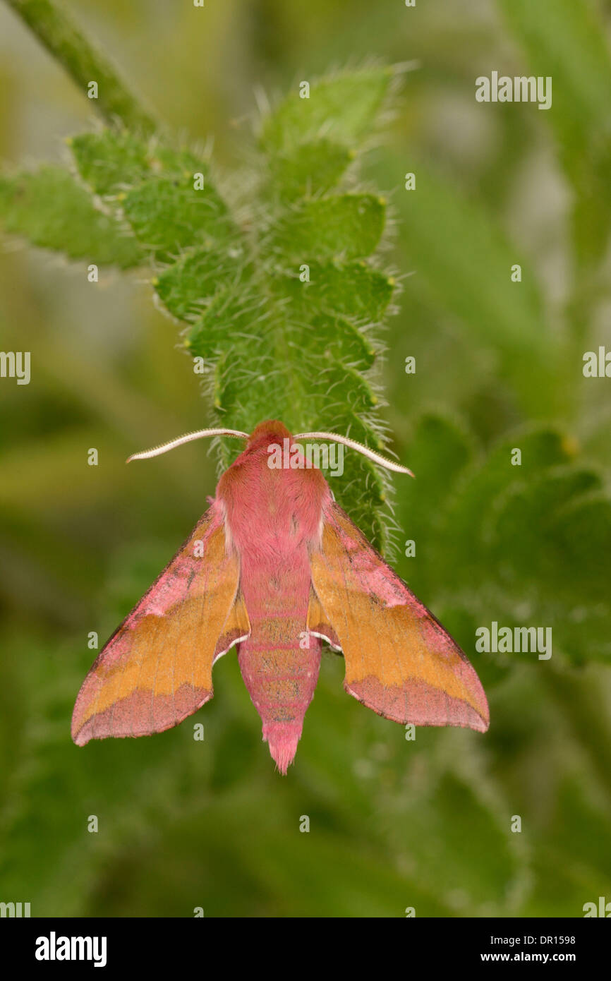 Piccolo Elefante (Hawkmoth Deilephila, porcellus) adulto in appoggio sulla lamina, Oxfordshire, Inghilterra, Luglio Foto Stock