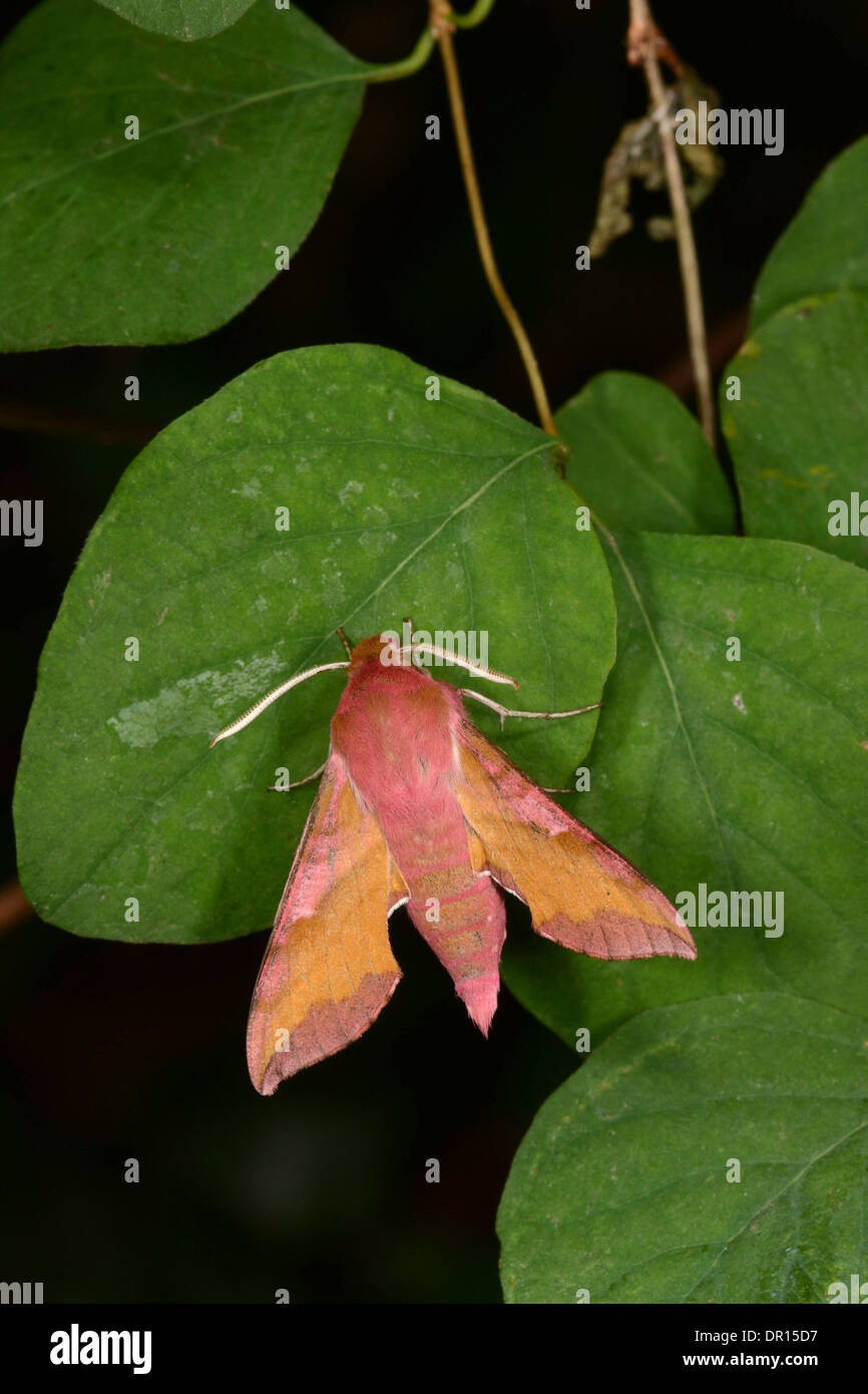 Piccolo Elefante (Hawkmoth Deilephila porcellus) adulto a riposo sulla foglia, Oxfordshire, Inghilterra, Luglio Foto Stock