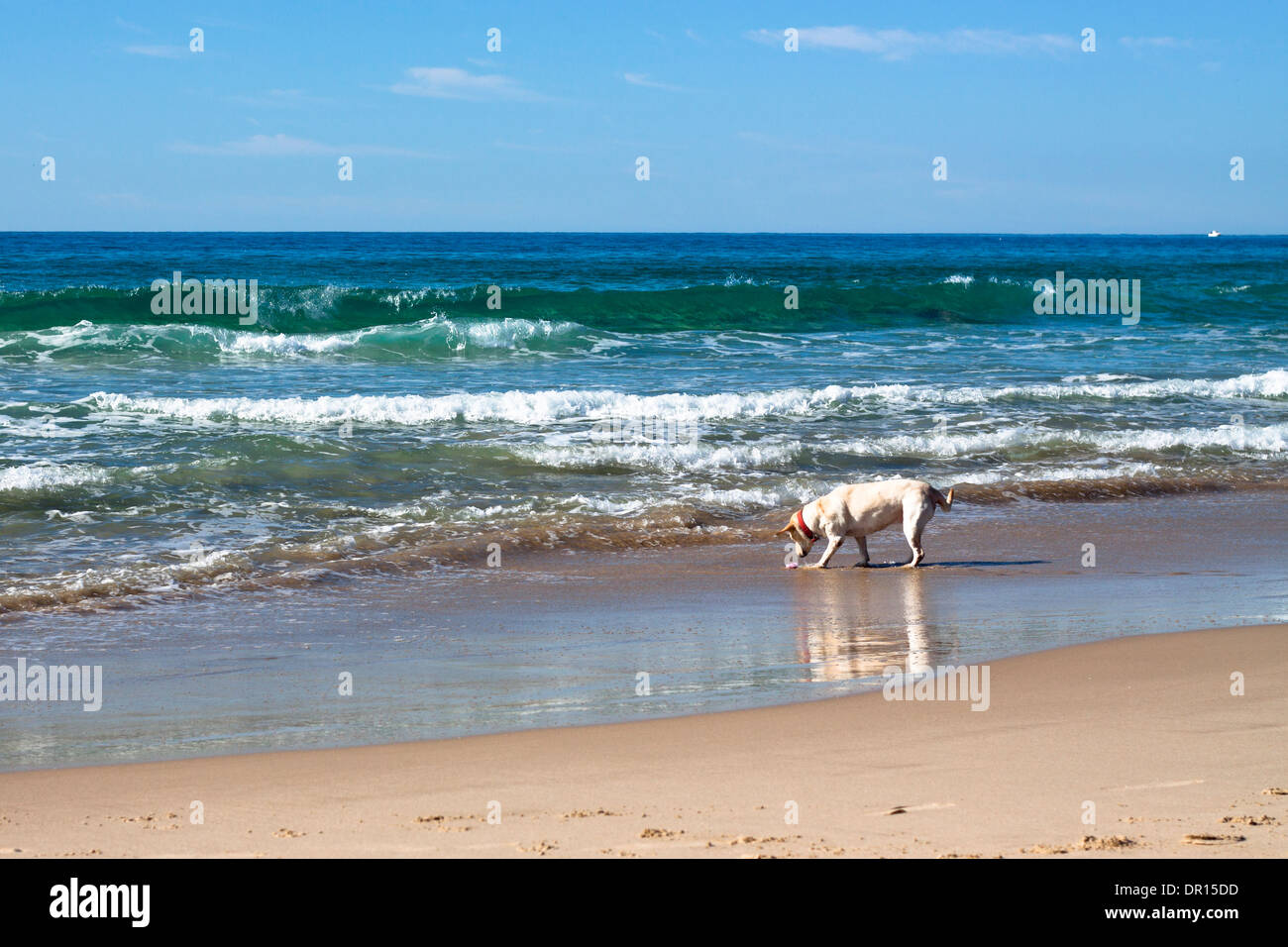 Cane giocando sulla spiaggia, uno splendido mare e spiaggia di sabbia. Foto Stock