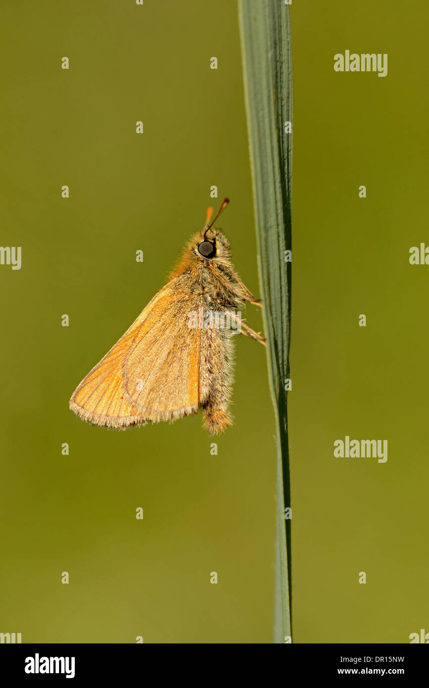 Piccola Skipper Butterfly (Thymelicus sylvestris) adulto a riposo sulla lama di erba, Oxfordshire, Inghilterra, Luglio Foto Stock
