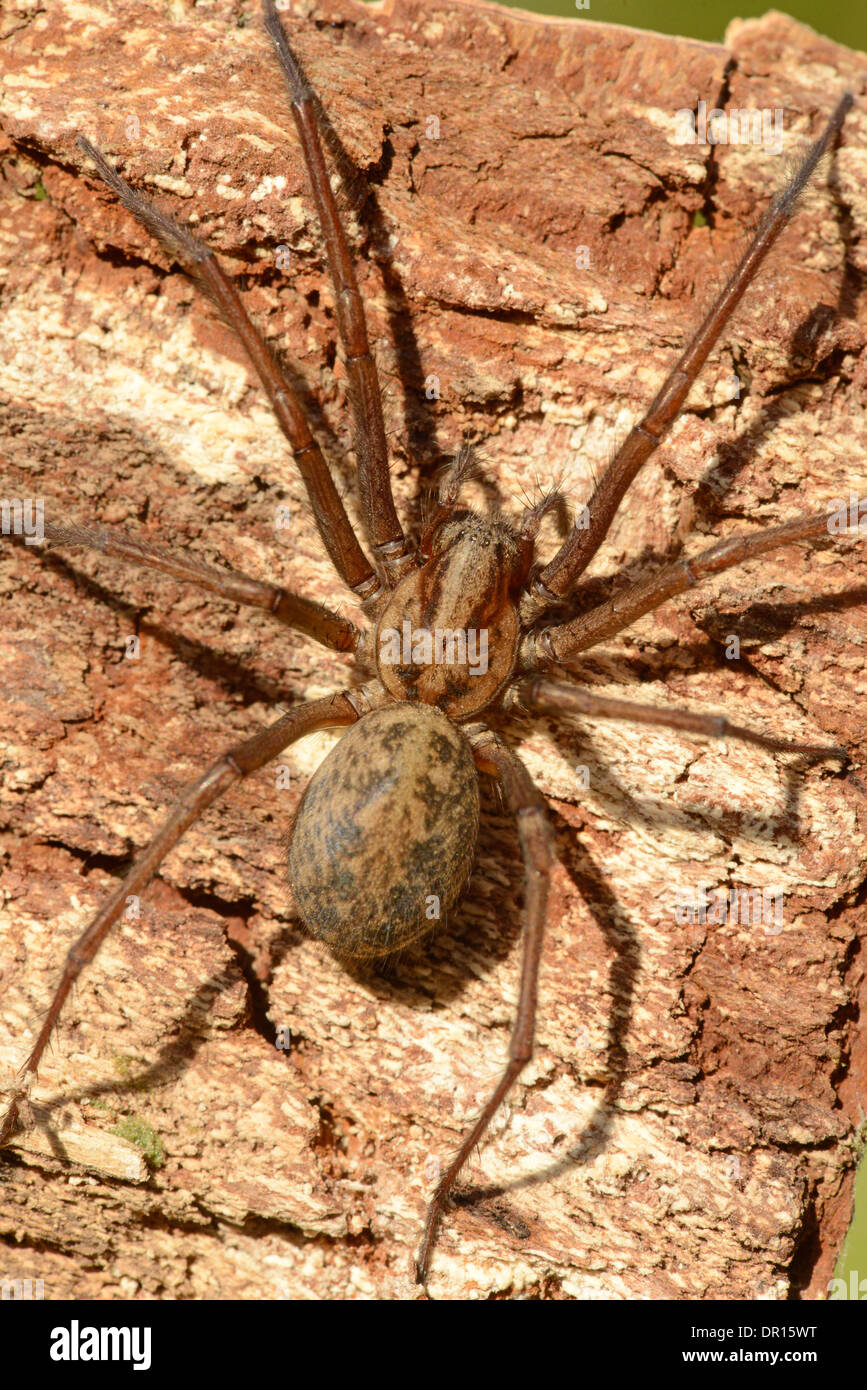 Casa comune Spider (Tegenaria domestica) in appoggio sul pezzo di legno, Oxfordshire, Inghilterra, può Foto Stock