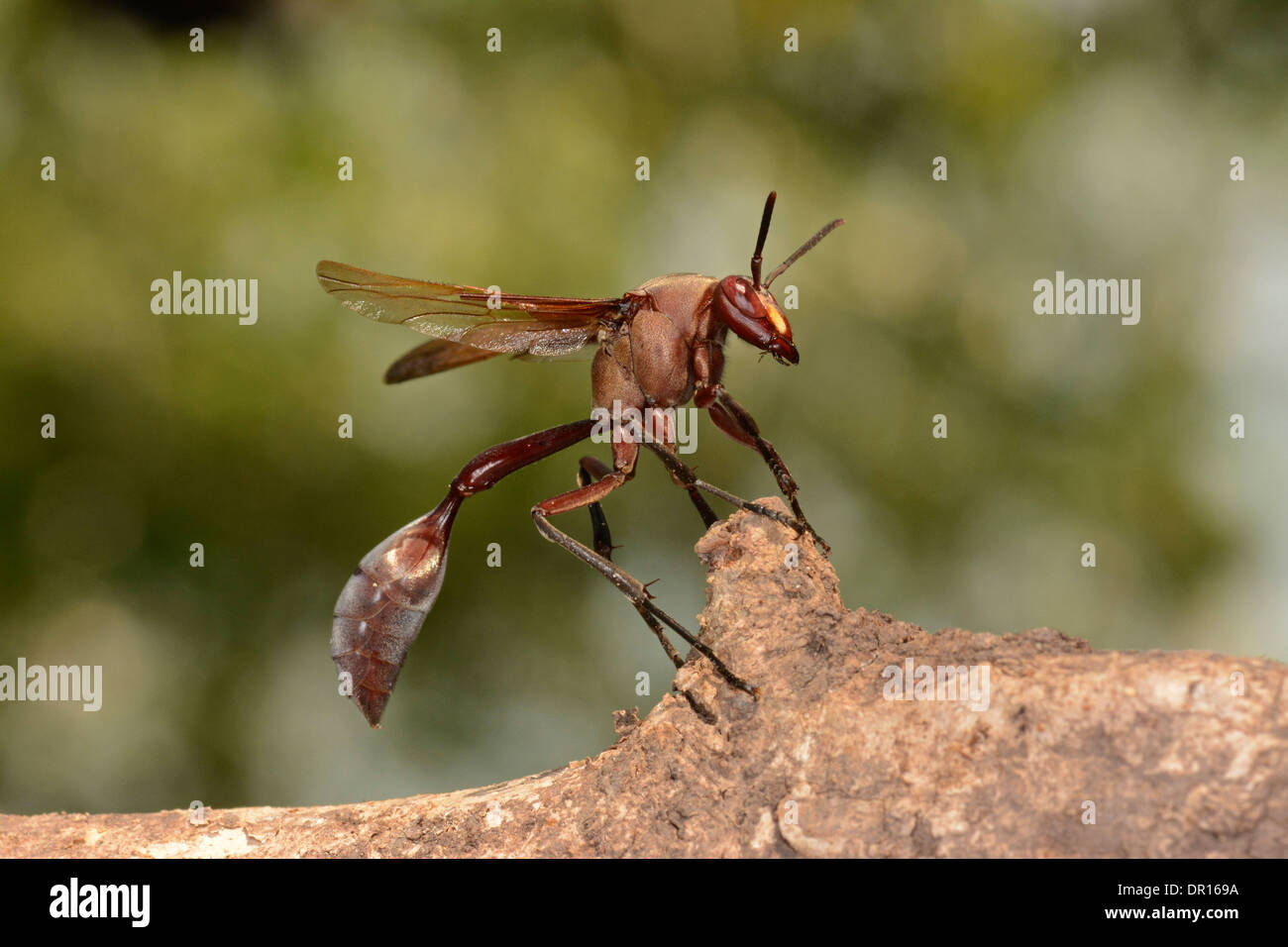 Carta africana Wasp (Belonogaster specie) appollaiato sul ramo, Parco Nazionale di Kafue, Zambia, Settembre Foto Stock