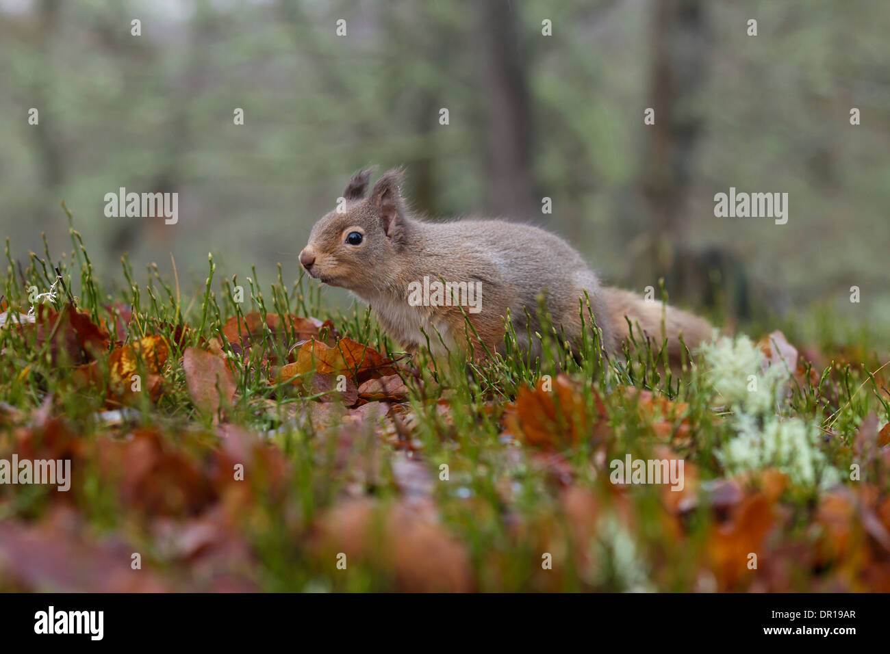 Red scoiattolo (Sciurus vulgaris) - REGNO UNITO Foto Stock