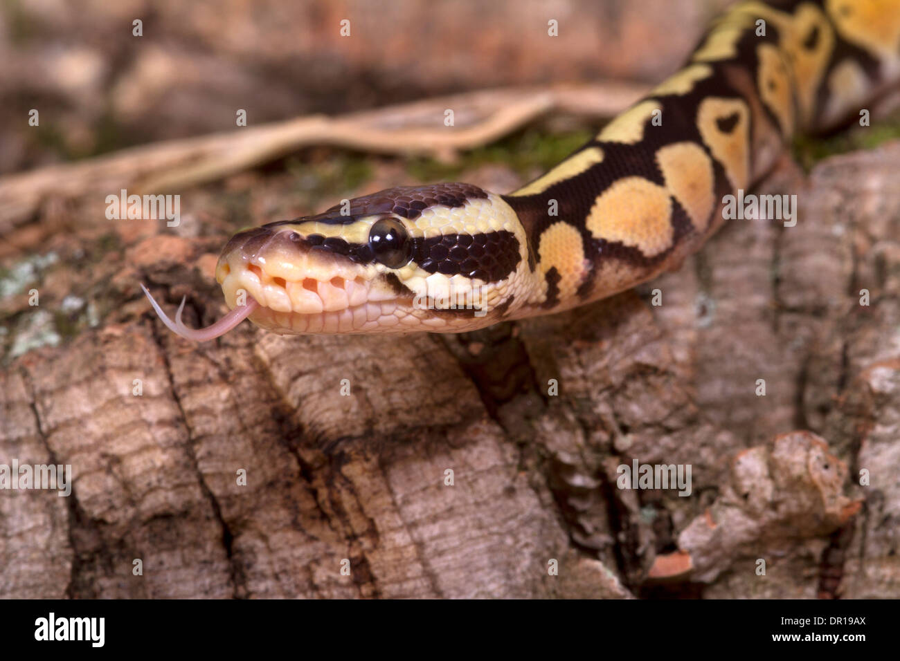Royal Python (Python regius) Foto Stock
