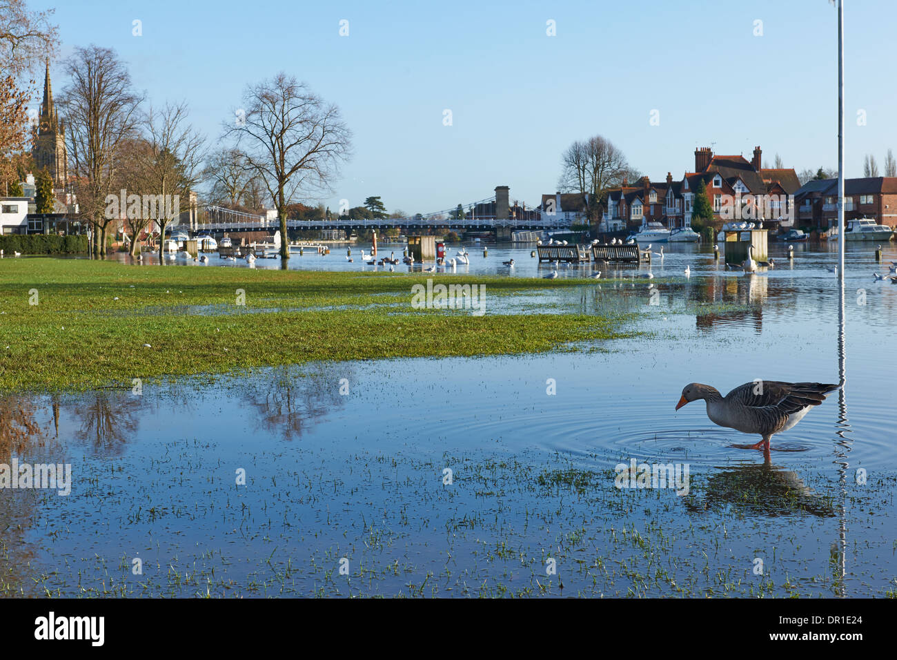 Vista di Marlow Bridge e inondate Tamigi con circa 2014 Foto Stock