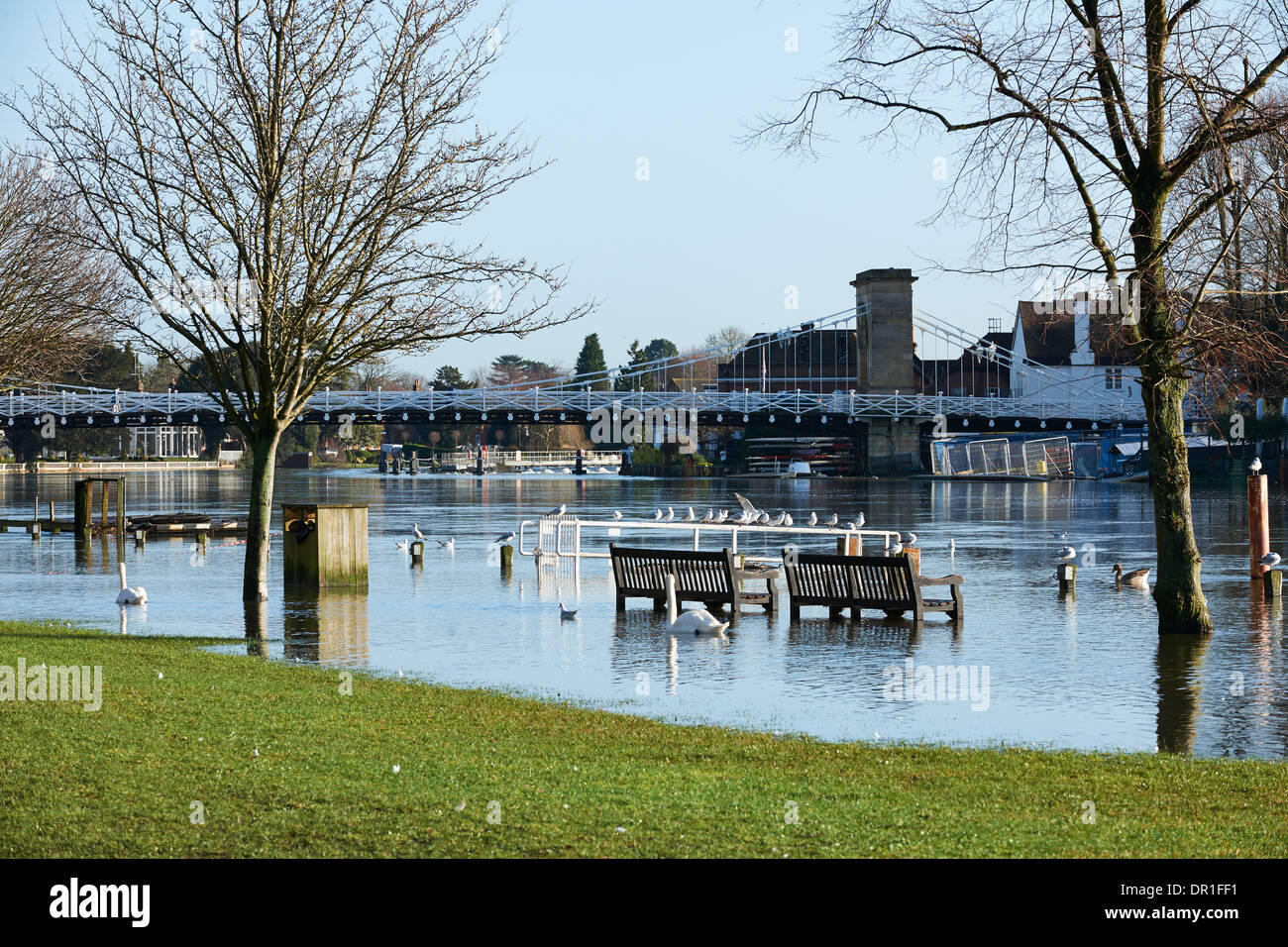 Vista di Marlow Bridge e inondate Tamigi con circa 2014 Foto Stock